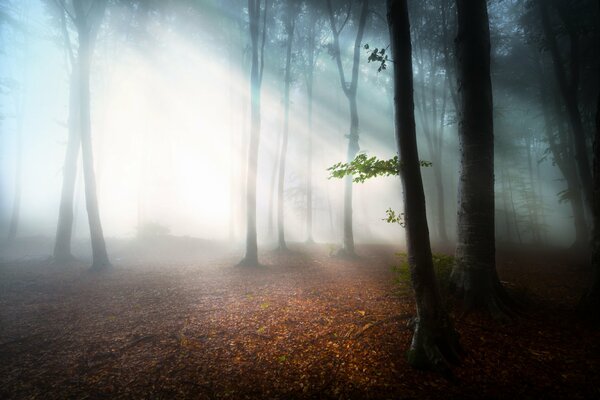 Raggi di sole nella foresta mattutina nella nebbia