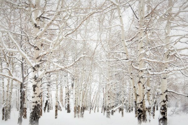 Foresta invernale. Pioppi nella neve