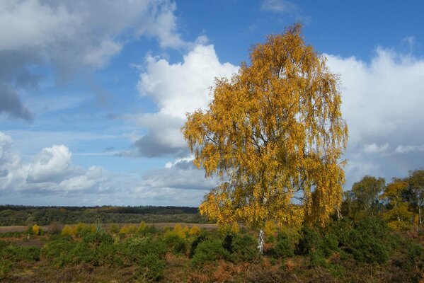 Paisaje de árbol solitario en follaje de otoño