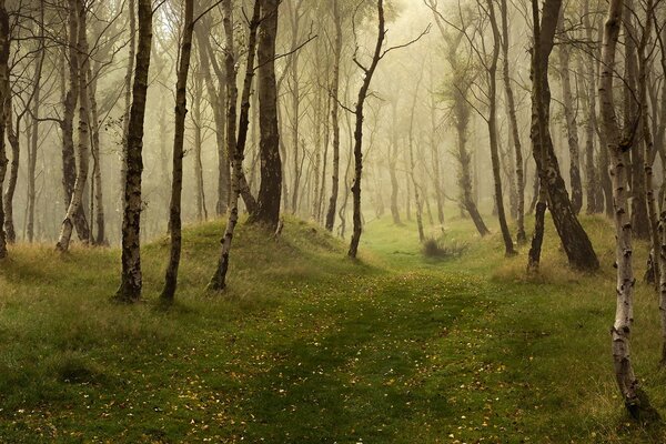 Bosque misterioso de otoño en la niebla