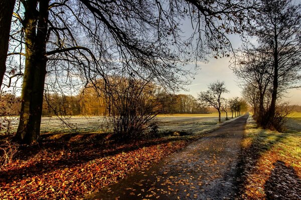 Photo park autumn leaf fall sunny day