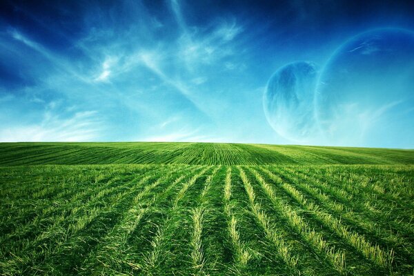 Campos de vegetación bajo el cielo azul