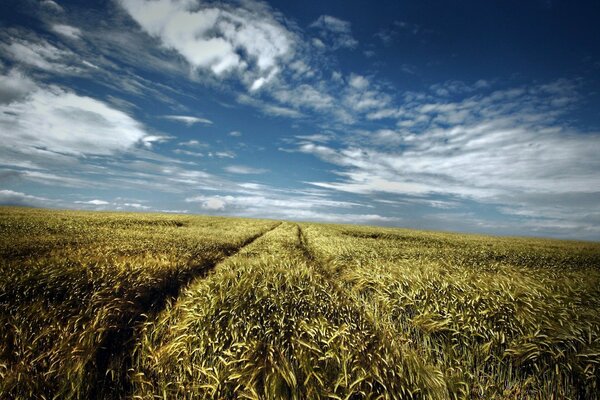 A wheat field leads to heaven