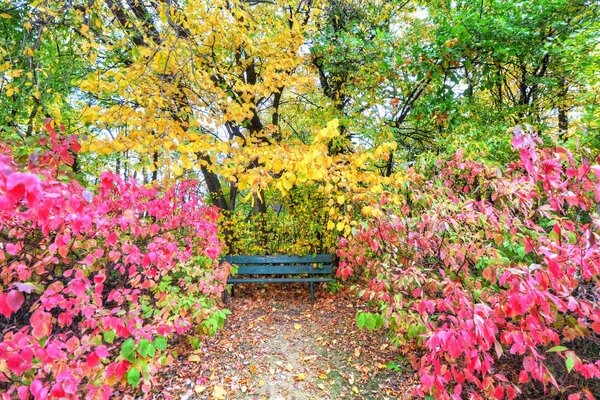 Flowering trees and bushes in the garden