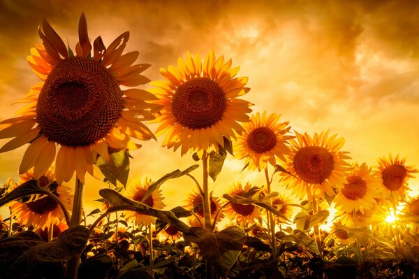 Sunflowers bathe in the sun s rays