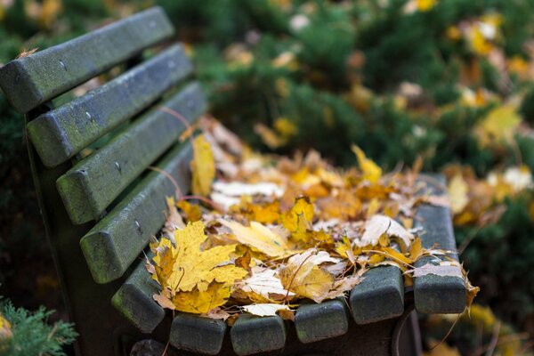 Banc sombre, banc dans le feuillage, fin de l automne