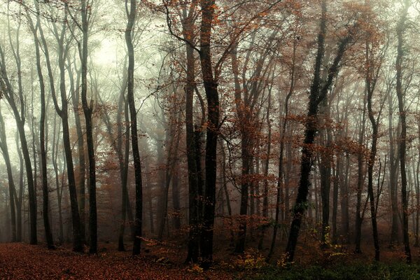 Düsterer nebeliger Herbstwald