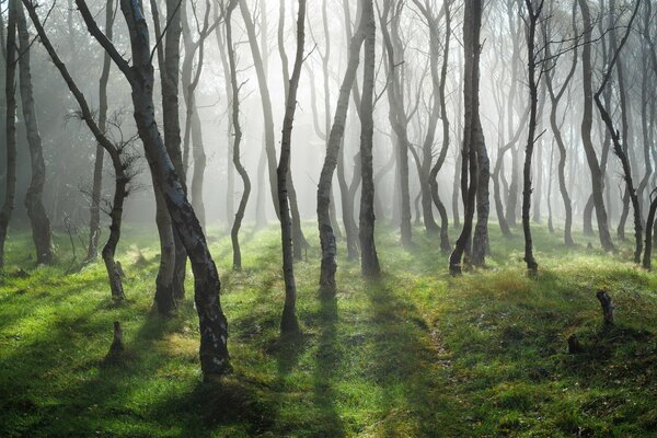 Light breaks through the trees in the forest