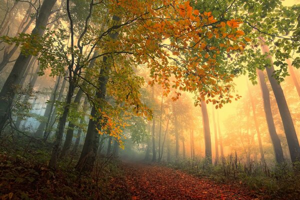 Autumn forest in the fog