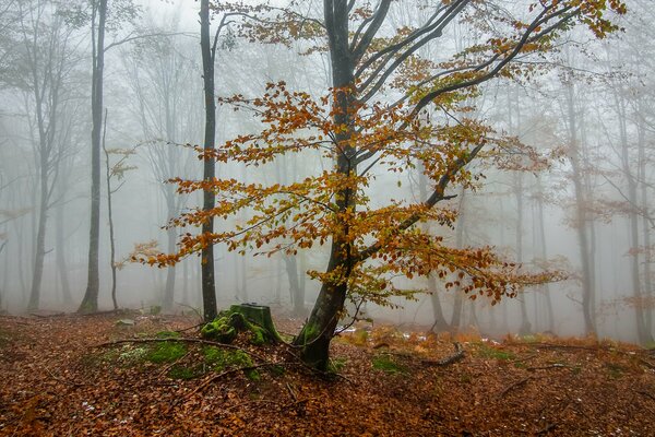 Alberi nella foresta autunnale