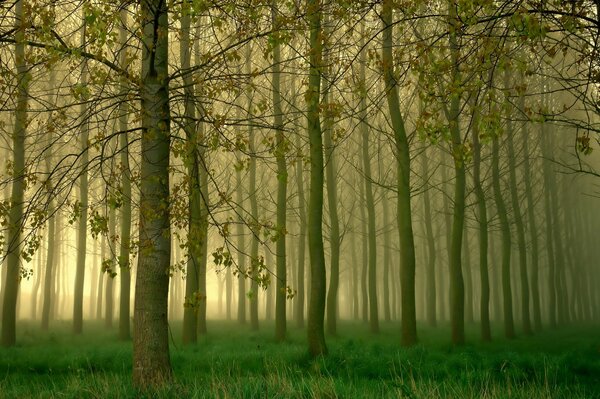 Leichter Nebel im grünen Wäldchen