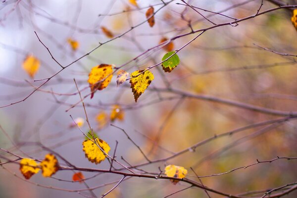 Herbstblätter zittern im Wind