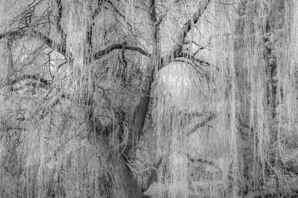 An einem großen alten Baum wurden Äste in den Boden gelegt