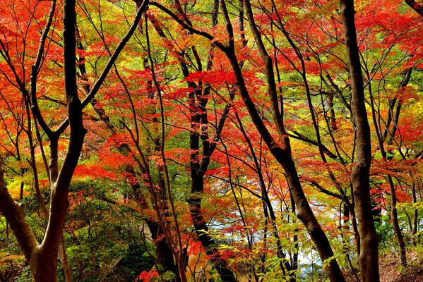 Das Purpur des Herbstes ist auf dem Höhepunkt der Schönheit