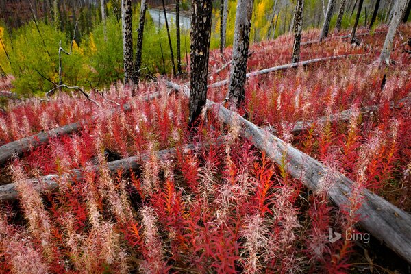 Rotes Gras inmitten eines Märchenwaldes