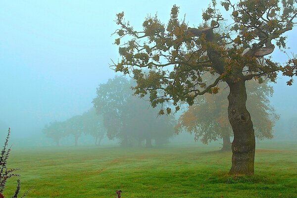 Jesienny dzień wypełnił polanę mgłą