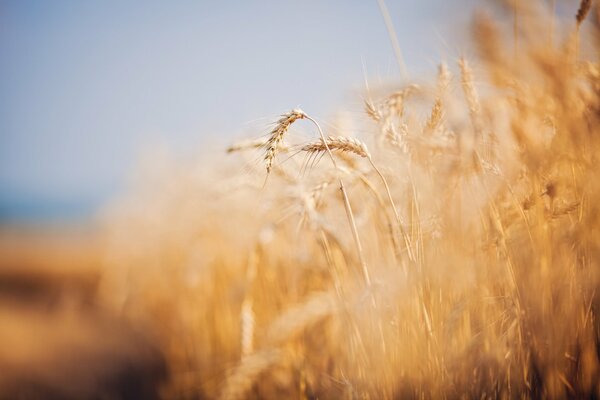 Spighe di grano in una giornata estiva