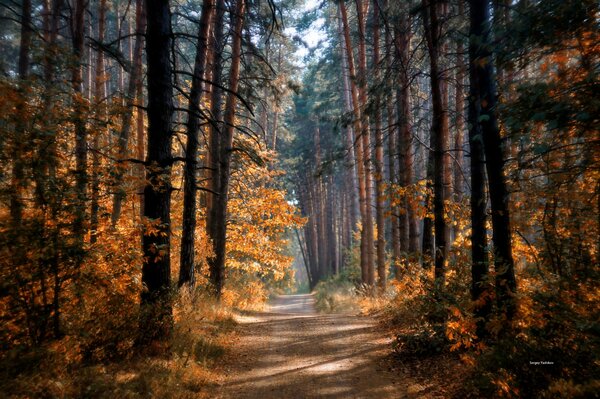 Heimweg durch den Herbstwald