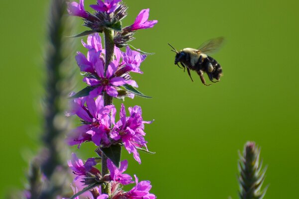 El insecto Bumblebee vuela a la flor púrpura