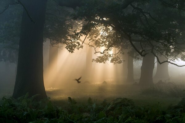 The morning light of the sun through the trees