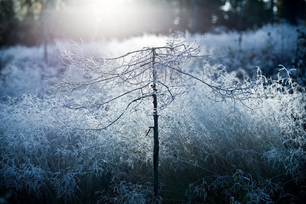 Frost on plants is like snow