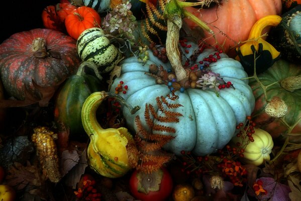 Cosecha de otoño. Calabazas multicolores. Bodegón de otoño