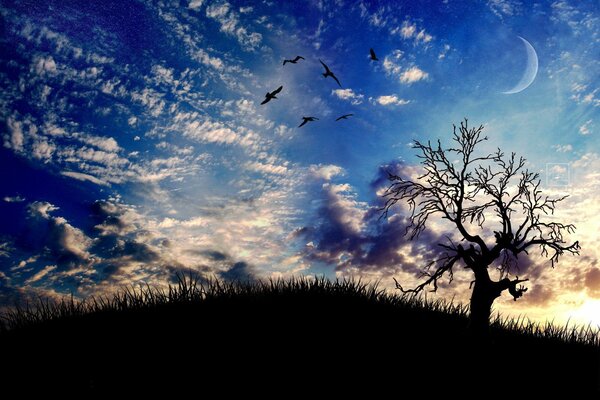 A tree against the twilight sky