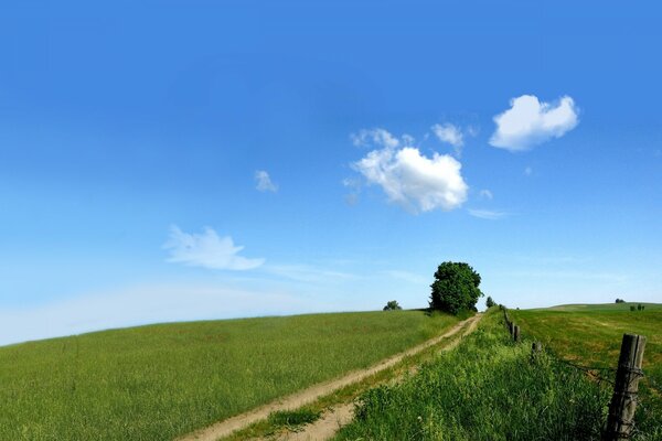 A road in a green field and a tree nearby