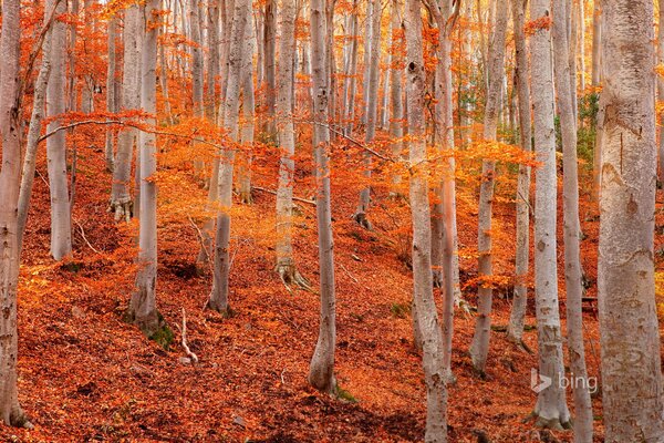 Bäume im Laub, leuchtend orangefarbenes Laub, Blätter am Fuß der Bäume