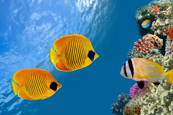 A pair of clown fish in the waters of the red sea