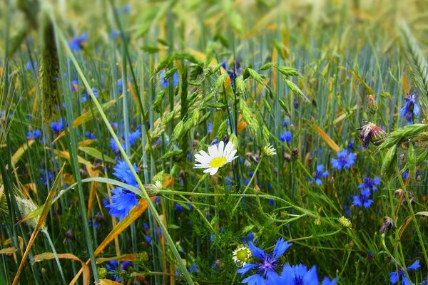 Camomilla e fiordaliso in un prato estivo