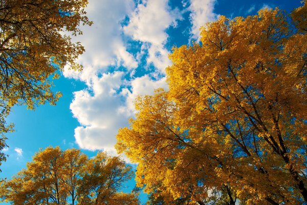 Blue sky with clouds, autumn trees