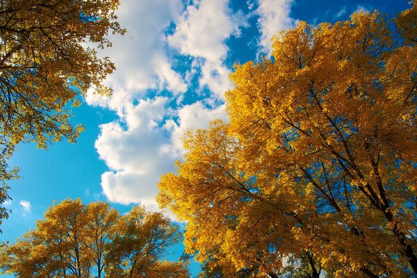 Cielo azul con nubes, árboles de otoño