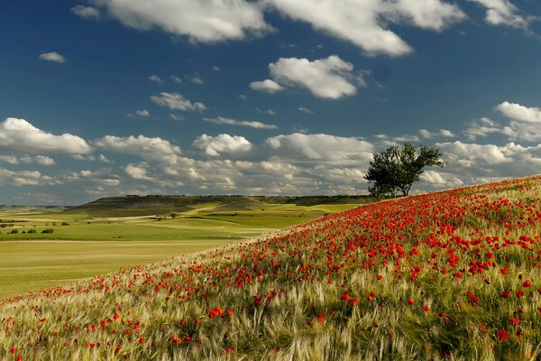 Ciel avec des nuages sur les collines avec des coquelicots