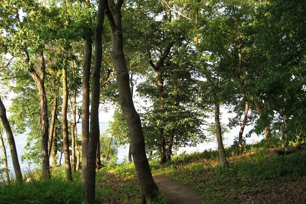 Wanderweg durch den sonnigen Wald