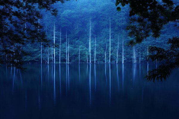 Pente du lac dans la forêt de nuit brumeuse