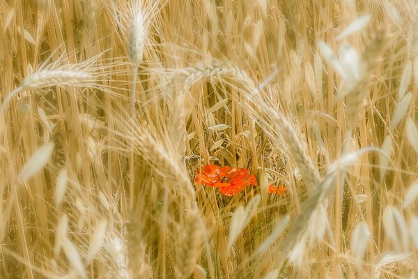 Red poppy among the ears