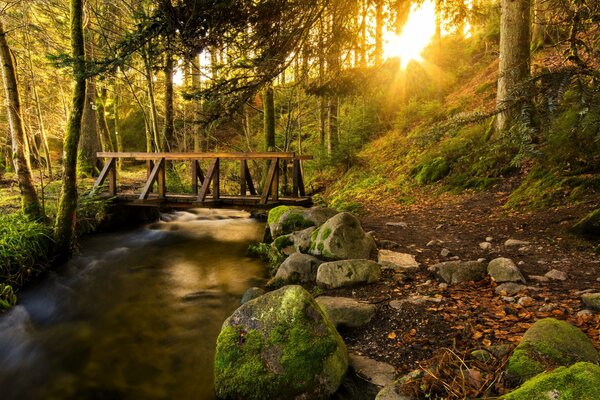 Gioco di luce tra gli alberi nella foresta