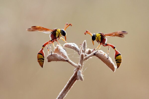 Macro photo with a wasp on a plant