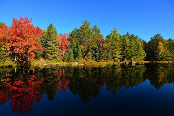 Lago nella foresta, alberi multicolori, cielo sereno, bellissimo autunno