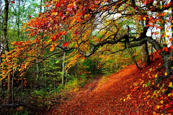 Beautiful forest in early autumn