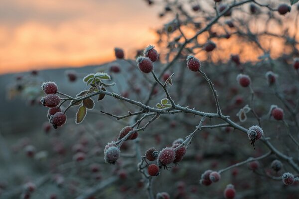 Givre sur les branches des fruits d automne