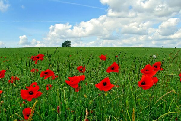 Red poppies in a green field