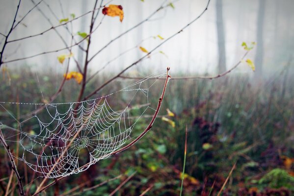 Cobwebs in dewdrops in the autumn forest