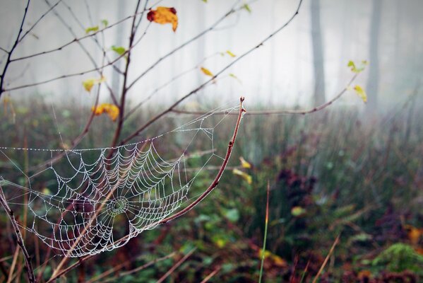 Telarañas en gotas de rocío en el bosque de otoño