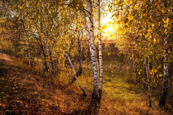 Die Schönheit der hellen Herbstnatur