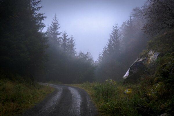 The road in the forest is covered with fog