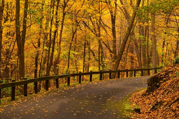 La foresta autunnale invita a fare una passeggiata