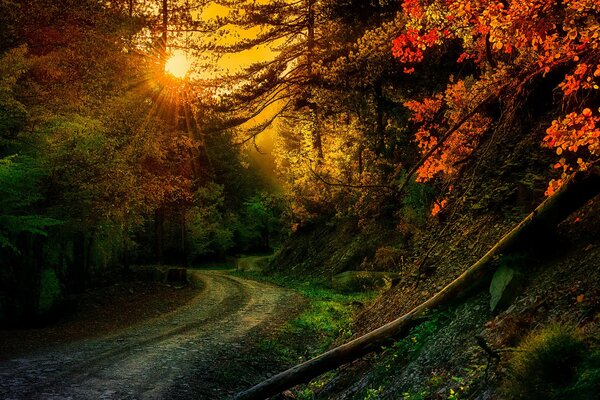 The road in the autumn rays of the sun