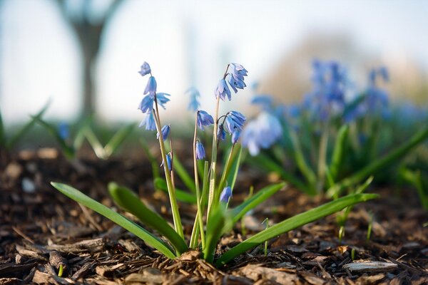 Makrobild einer Blume inmitten der Natur